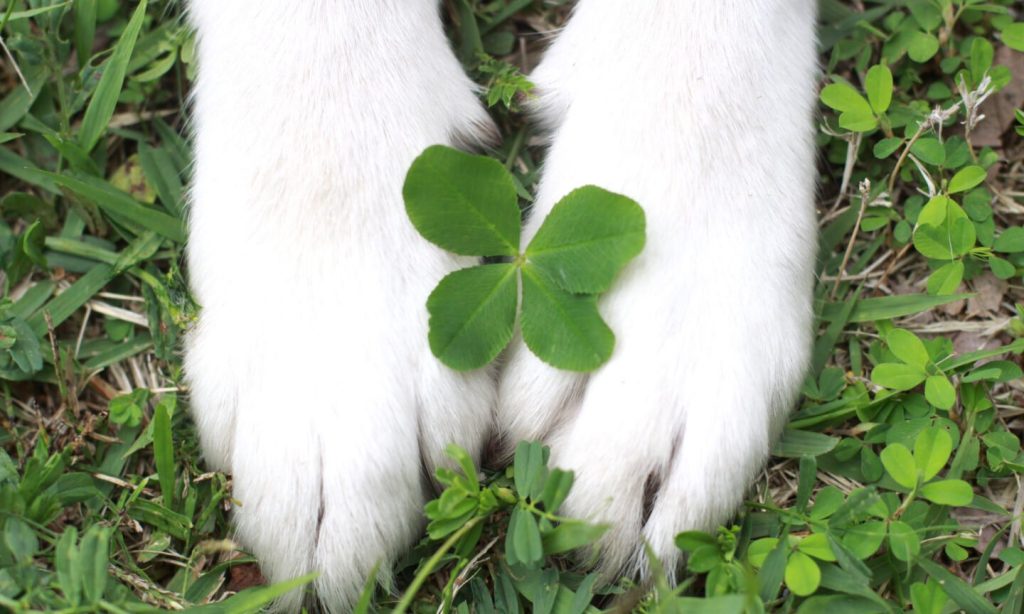 March Mortgage Outlook: Lower Rates Ahead